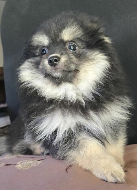 Szpic miniaturowy ,pomeranian piesek blac tan