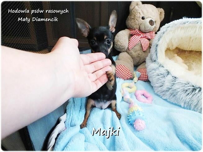 Maleńki XS! Piesek MAJKI Pinczer miniaturowy, Ratlerek
