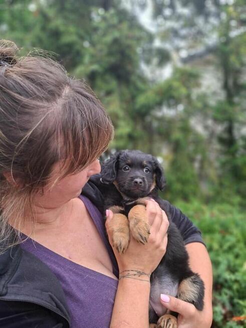 Czy ktoś pokocha Truskawkę? -szczeniak do adopcji