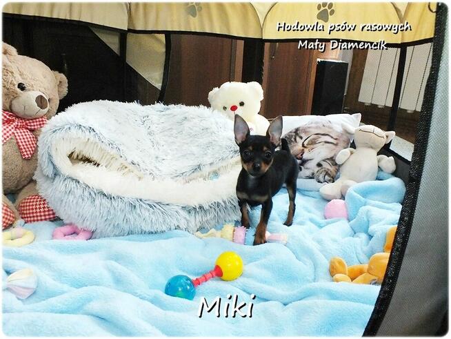 Malutki XS Piesek MIKI Pinczer miniaturowy, Ratlerek/Sarenka