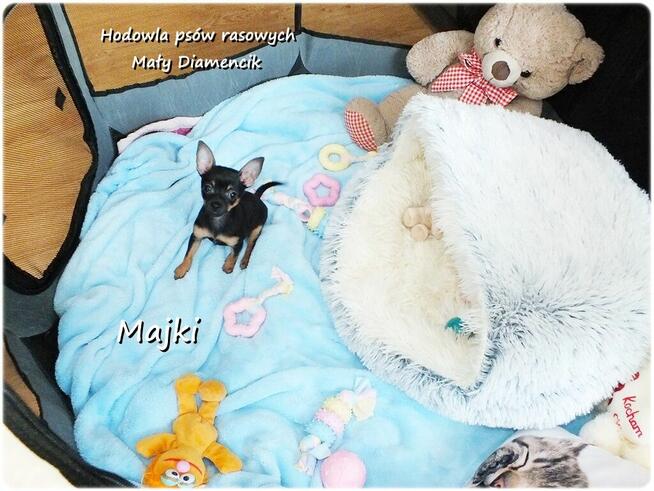 Maleńki XS! Piesek MAJKI Pinczer miniaturowy, Ratlerek