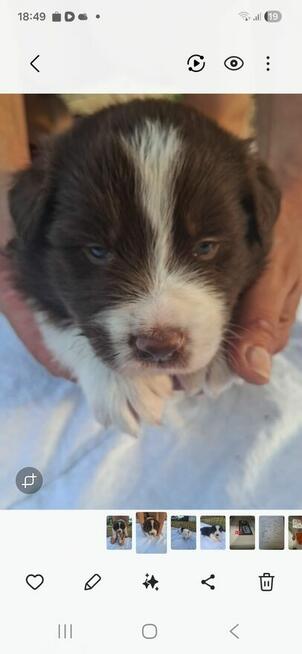 Szczenieta border collie z domowej hodowli rezerwacja