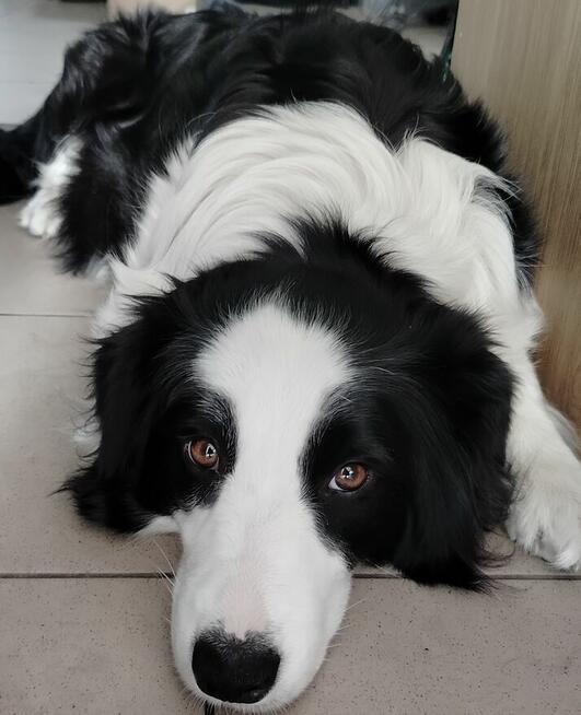 Szczenieta border collie z domowej hodowli rezerwacja