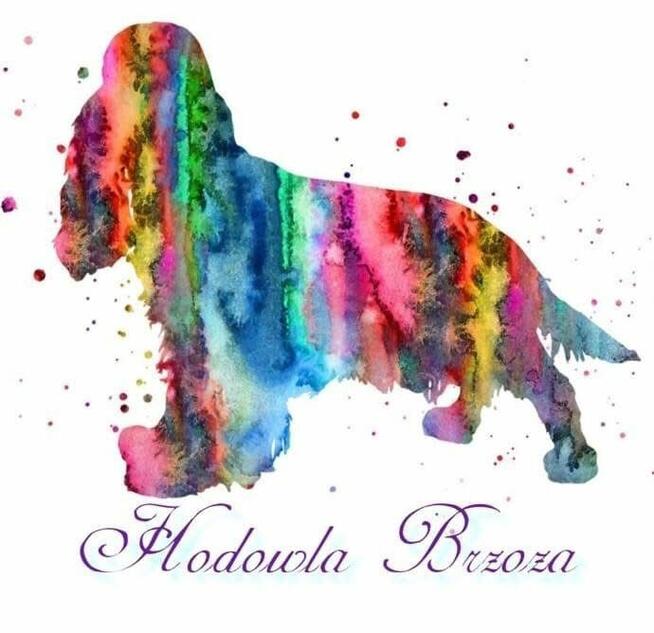Cocker spaniel angielski