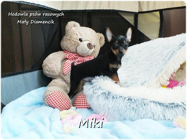 Malutki XS Piesek MIKI Pinczer miniaturowy, Ratlerek/Sarenka