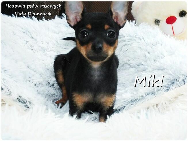 Malutki XS Piesek MIKI Pinczer miniaturowy, Ratlerek/Sarenka