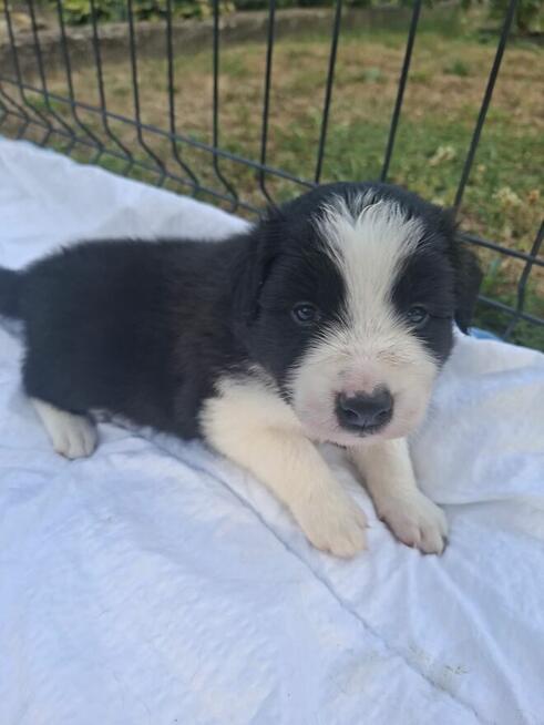 Szczenieta border collie z domowej hodowli rezerwacja