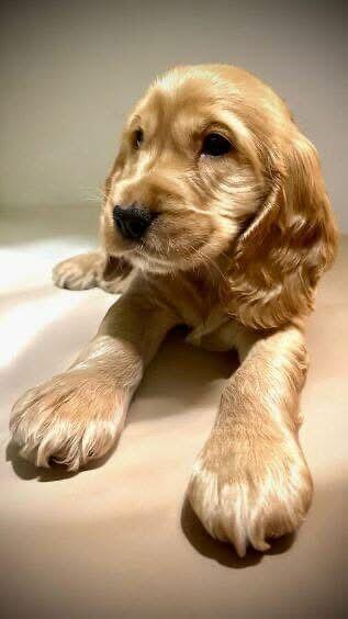 Cocker spaniel angielski