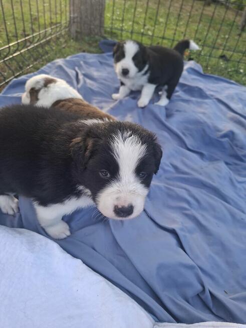 Szczenieta border collie z domowej hodowli rezerwacja