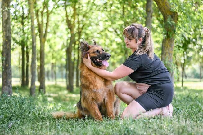Pirania-suczka w typie owczarka niemieckiego do adopcji