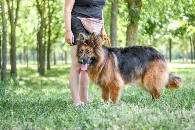 Pirania-suczka w typie owczarka niemieckiego do adopcji