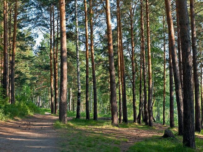 Na raty działki w lesie w otoczeniu jezior warmia