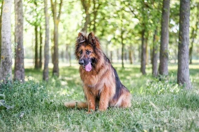 Pirania-suczka w typie owczarka niemieckiego do adopcji