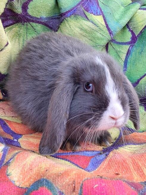 Niebieskie samiczki mini lop