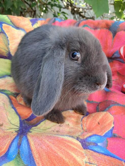 Niebieskie samiczki mini lop
