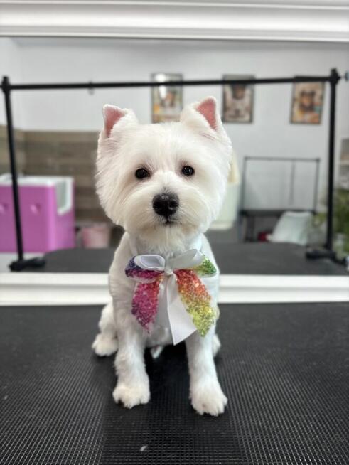 West H.W terrier suczka