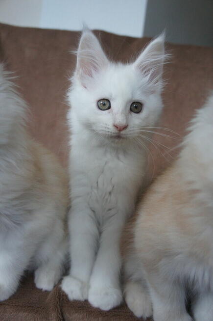 śliczne kocięta MAINE COON