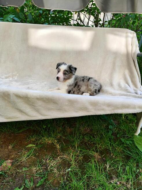 Suczka Border collie blue merle z rodowodem z domowej hodowl