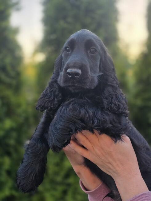 Cocker Spaniel Angielski czarne!!!