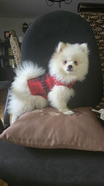 Szpic miniaturowy ,pomeranian ,suczka