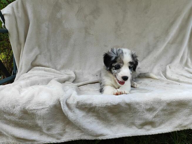 Piesek Border collie blue merle z rodowodem z domowej hodowl