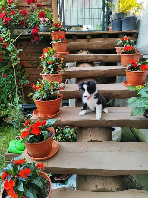 Suczka Border collie czarno-biała z rodowodem z domowej hodo