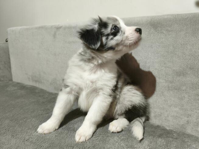 Piesek Border collie blue merle z rodowodem z domowej hodowl