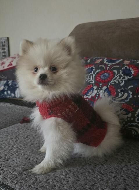 Szpic miniaturowy ,pomeranian ,suczka