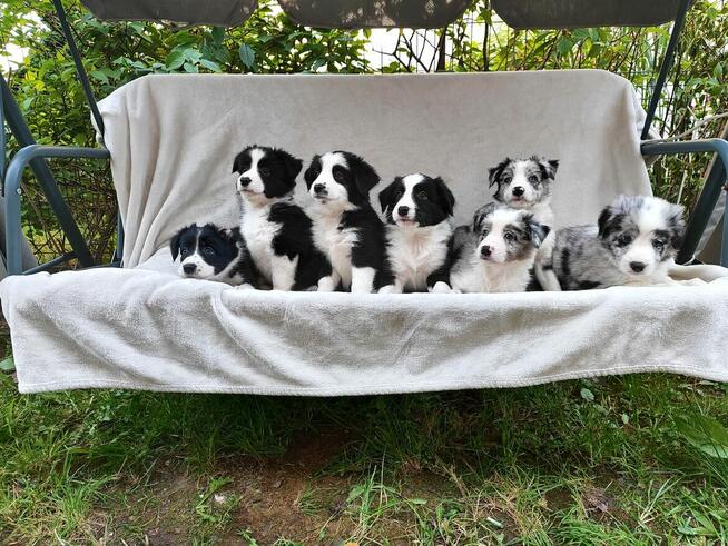 Piesek Border collie blue merle z rodowodem z domowej hodowl