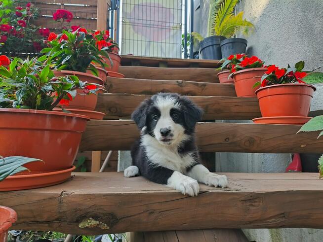 Suczka Border collie czarno-biała z rodowodem z domowej hodo