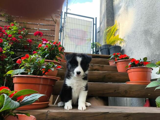Suczka Border collie czarno-biała z rodowodem z domowej hodo