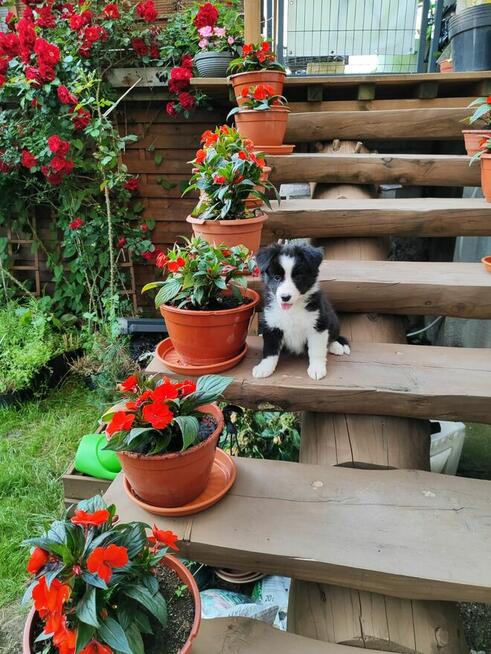 Suczka Border collie czarno-biała z rodowodem z domowej hodo