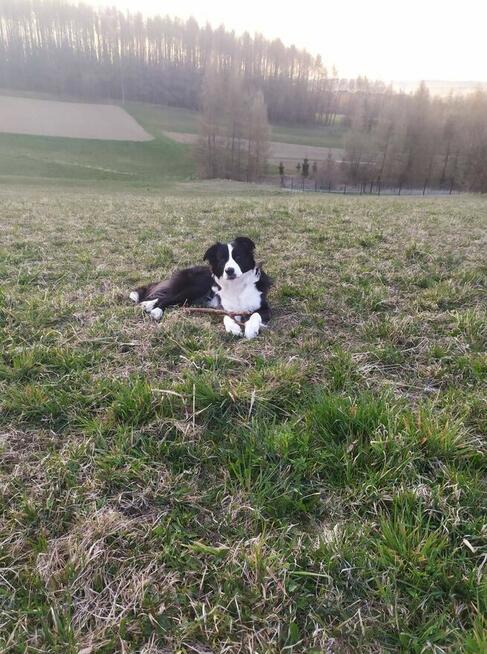 Piesek Border collie blue merle z rodowodem z domowej hodowl