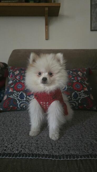 Szpic miniaturowy ,pomeranian ,suczka