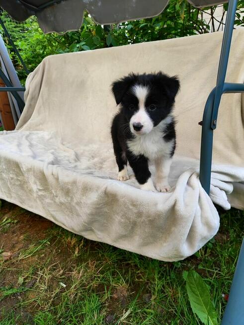 Suczka Border collie czarno-biała z rodowodem z domowej hodo