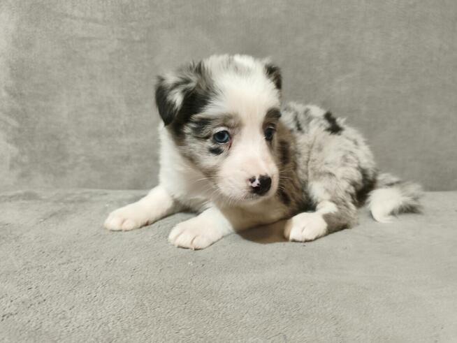 Suczka Border collie blue merle z rodowodem z domowej hodowl