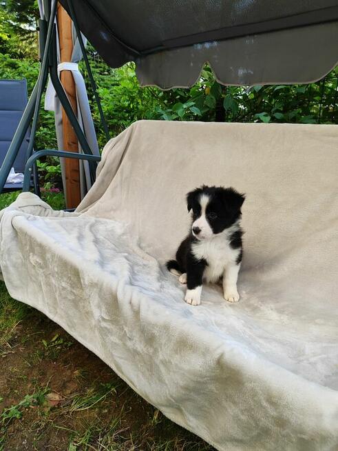 Suczka Border collie czarno-biała z rodowodem z domowej hodo