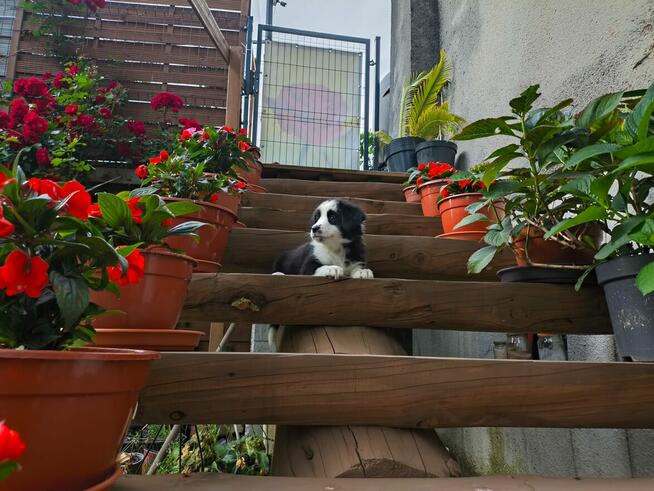 Suczka Border collie czarno-biała z rodowodem z domowej hodo