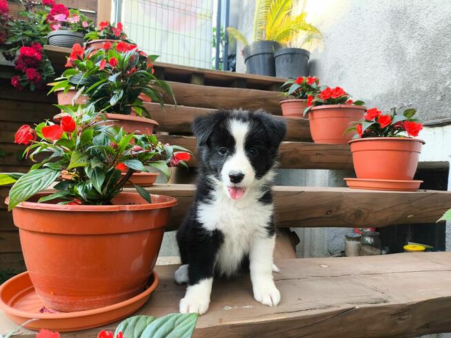 Suczka Border collie czarno-biała z rodowodem z domowej hodo