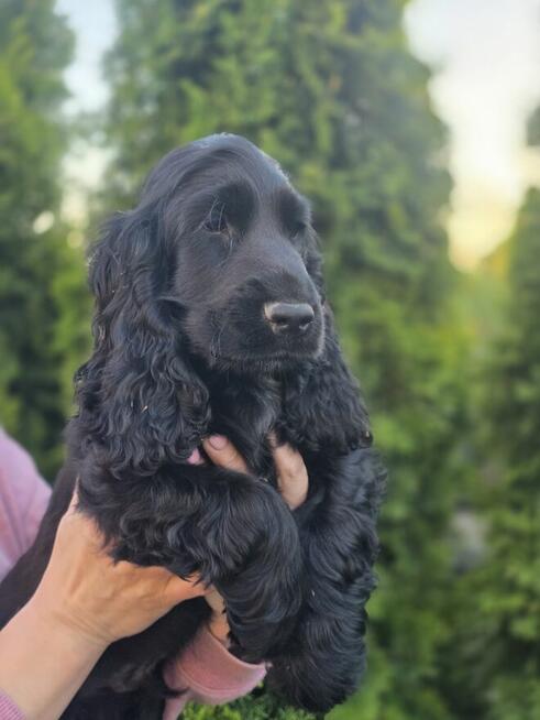 Cocker Spaniel Angielski czarne!!!