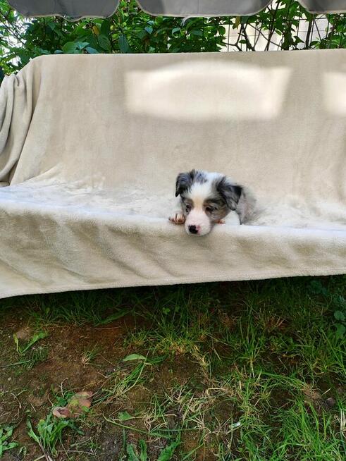 Suczka Border collie blue merle z rodowodem z domowej hodowl