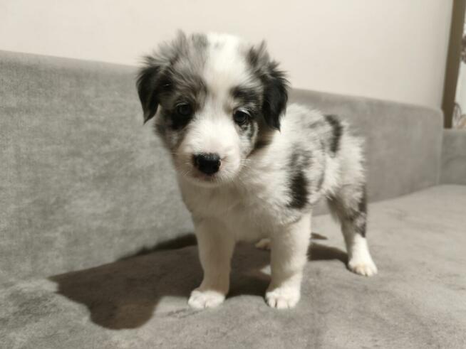 Piesek Border collie blue merle z rodowodem z domowej hodowl