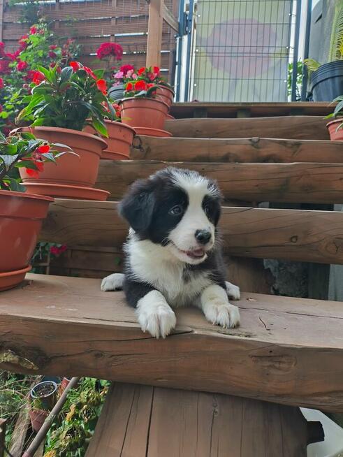 Suczka Border collie czarno-biała z rodowodem z domowej hodo
