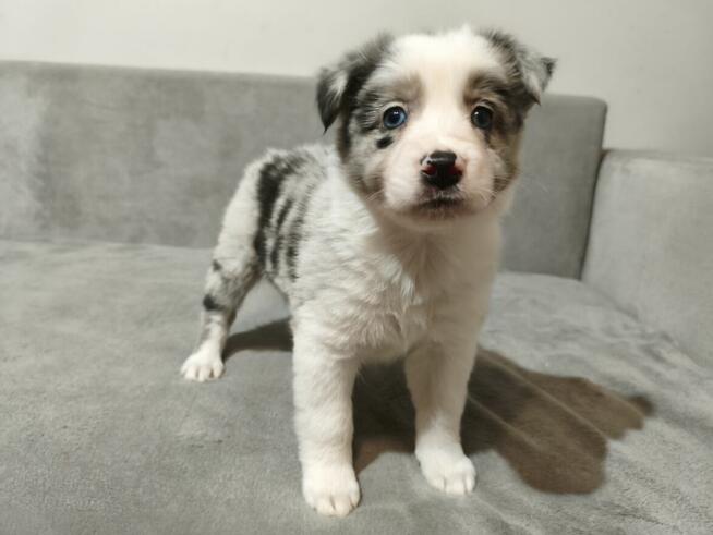 Suczka Border collie blue merle z rodowodem z domowej hodowl
