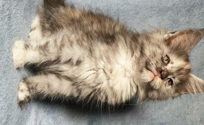 Maine Coon kotka rodowód Fpl
