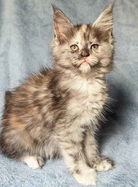 Maine Coon kotka rodowód Fpl