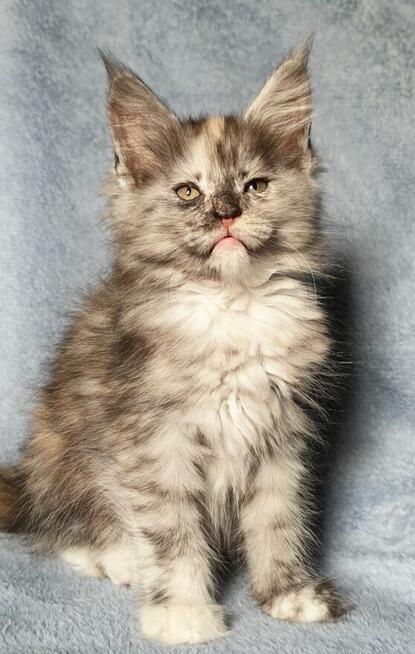 Maine Coon kotka rodowód Fpl