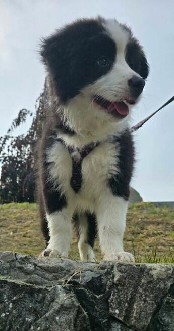 Szczeniaki Border Collie ZKwP- Gotowe do zmiany domku