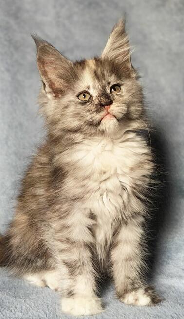 Maine Coon kotka rodowód Fpl