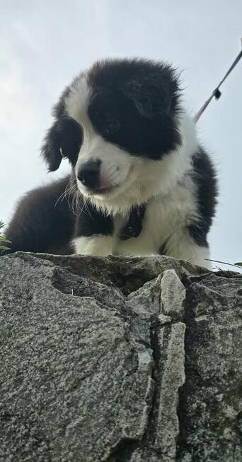 Szczeniaki Border Collie ZKwP- Gotowe do zmiany domku